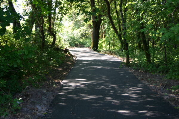 wooded-trail-section-1