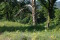 nut-tree-and-wildflowers-on-rrg