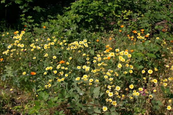 wildflowers-planted-by-volunteers-on-rrg